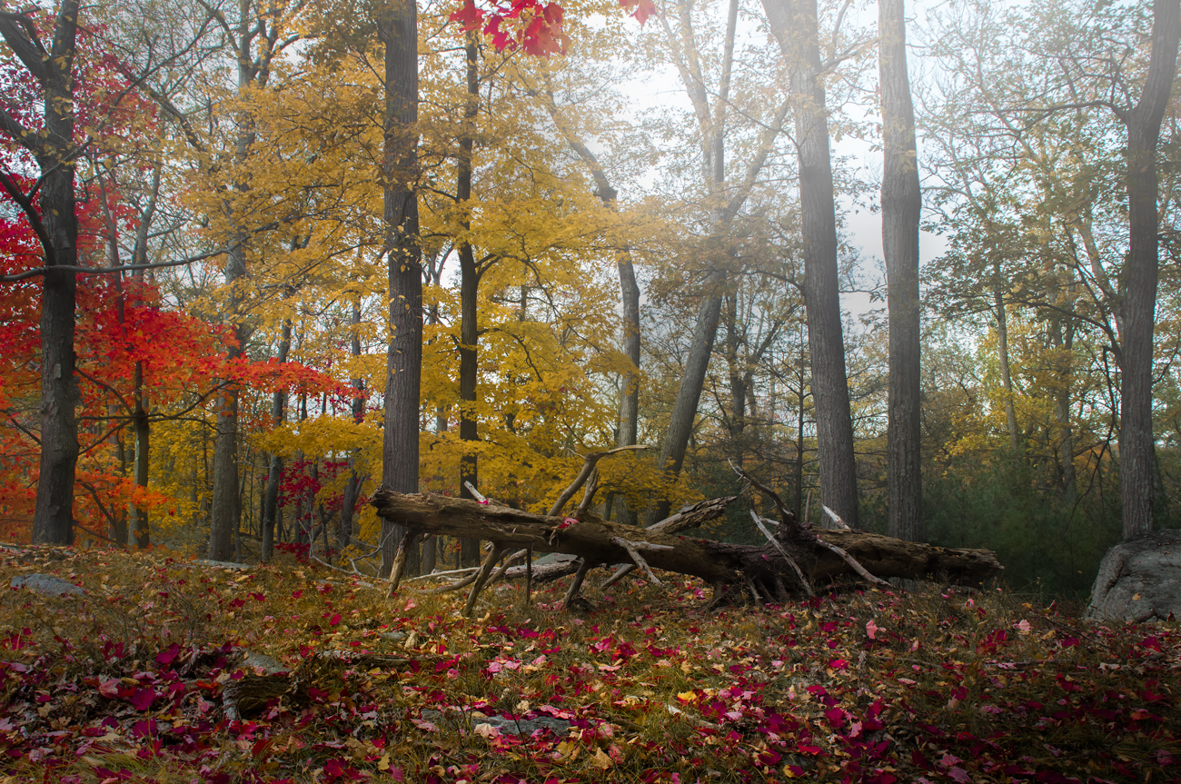The pre historical tarantula